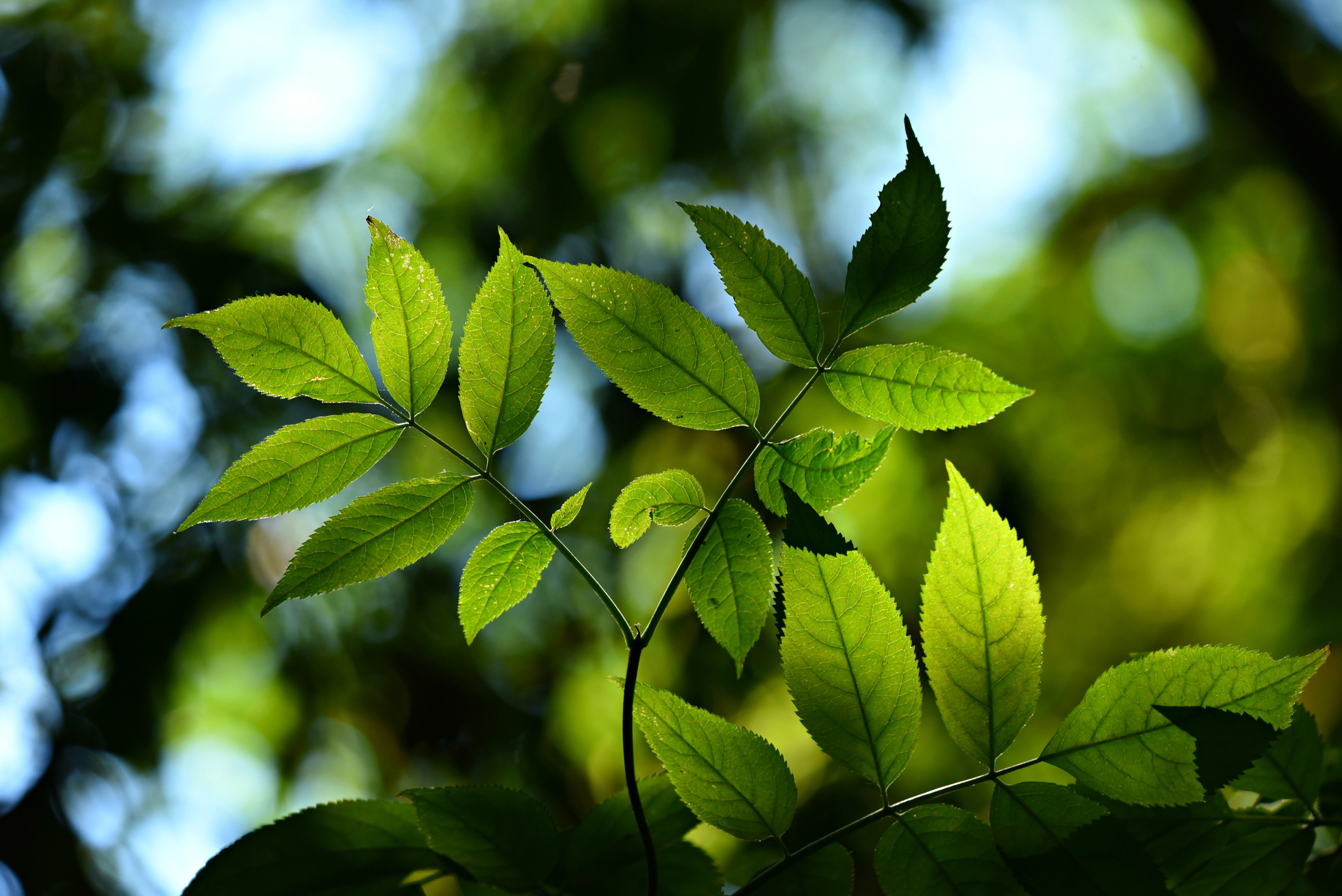 Leaves in Nature